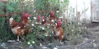 Видео - ТВН