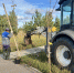 В Войлово высаживают кленовый парк - iЛюдиново.Com