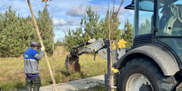 В Войлово высаживают кленовый парк - iЛюдиново.Com