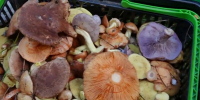 Воронежские грибники похвастались невиданным уловом из маслят и рыжиков - ГТРК Воронеж