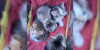 Пятерых котят выбросили на проезжую часть под Воронежем - ГТРК Воронеж