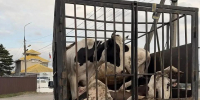 Выявлен факт перемещения крупного рогатого скота без ветеринарных сопроводительных документов на посту ФАД «Кавказ» - Департамент ветеринарии
