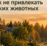 Как предотвратить появление диких животных вблизи населённых пунктов. - Администрация района
