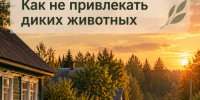 Как предотвратить появление диких животных вблизи населённых пунктов. - Администрация района