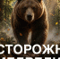 Осторожно! Медведи! - Судиславский муниципальный округ