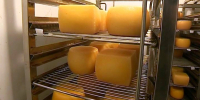 Больше половины сыров в магазинах Петербурга оказались подделкой - tvspb.ru - ТК Санкт-Петербург