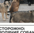 Бродячие собаки. - Администрация