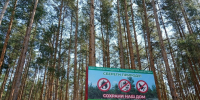Сосновый лес со шлагбаумом и информационным щитом на опушке в Нижнем Новгороде - Newsroom24.Ru
