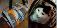 В Воронеже в автобусе №10 пассажир забыл кота в переноске - РИА Воронеж