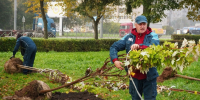 Город становится зеленее: этой осенью в Петербурге высадили тысячи деревьев и кустарников - tvspb.ru - ТК Санкт-Петербург