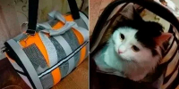 Кота в переноске забыли в воронежском автобусе - Обозреватель.Врн