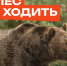 В лес не ходить медведи!. - Козульский район