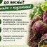 Как сохранить свёклу до весны: проверенные способы - Газета Тетюшские зори