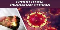 Грипп птиц. - Поспелихинский район