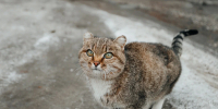 В двух поселениях под Челнами могут ввести карантин по бешенству из-за кошки - Chelny-Biz.Ru