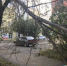 Упавшее дерево, фото из архива - Ural56.Ru