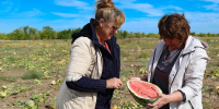 Белый арбуз со вкусом лайма: как на бахчевой станции в Быково рождаются новые сорта - Riac34.Ru