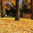 beautiful-trees-with-yellow-leaves-autumn-madrid-spain - ТРК Щелково