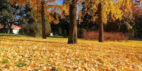 beautiful-trees-with-yellow-leaves-autumn-madrid-spain - ТРК Щелково