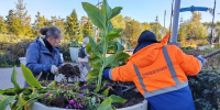 В Казани стартовала уборка городских клумб от однолетних растений - Администрация г. Казань