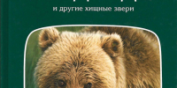 Медведь в лесу. Опасно или нет - Библиотеки Миасса