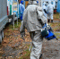 В костромских колониях теперь умеют бороться с африканской чумой свиней - Интернет-телевидение Логос