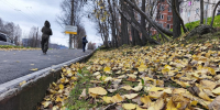 желтые листья на траве - ИА Nord-News.Ru