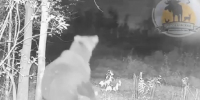Кадр из видео Чугунаевского охотничьего хозяйства - Tumentoday.Ru