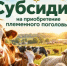 Объявление о проведении отборов получателей субсидии на приобретение племенного поголовья - Министерство сельского хозяйства
