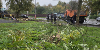 За неделю в Муроме спилили более 300 аварийных деревьев - Муром24.РФ