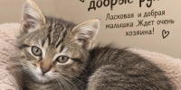 Сердце не позволило пройти мимо: как координатор ЛДПР Татьяна Алфимова спасла котёнка - ЛДПР