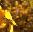 Урал засыпало снегом: синоптики сказали, кого накроет следующим - ИА Eaomedia.Ru