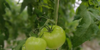 Агрокомбинат «Высоковский» –  одно из ключевых предприятий овощеводства защищенного грунта в Костромской области. - Департамент АПК