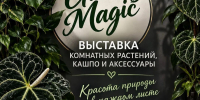 Выставка-ярмарка комнатных растений. - Bugulma.ws