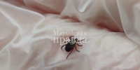 В Марий Эл за неделю клещи укусили 34 человека - Марийская правда