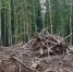 В Канском округе лесосеку очистили от горючих отходов, а виновных оштрафовали - Газета Красноярский рабочий