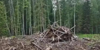 В Канском округе лесосеку очистили от горючих отходов, а виновных оштрафовали - Газета Красноярский рабочий