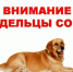 Ответственное отношение к питомцам: администрация округа напоминает владельцам собак о правилах выгула. - Юргамышский муниципальный округ