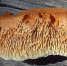 Абрикосовый редкий гость из Красной книги: в «Лосином острове» нашли гриб, которого почти невозможно встретить - MosRegToday.Ru