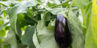 Делимся рецептами самых вкусных и простых заготовок из баклажанов, которые получаются всегда | Источник: Елена Буйвол / VLADIVOSTOK1.RU - 29.Ru