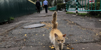 В Мордовии обезврежены два юных водителя, не имевших прав! - Столица С