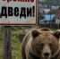 Внимание: повышенная активность медведей в Ермаковском округе. - Ермаковский район