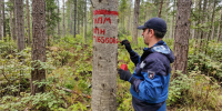 Завершены регулярные наземные наблюдения за санитарным и лесопатологическим состоянием лесов Кемеровской области – Кузбасса - Рослесозащита Томской области