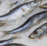 Сардина-иваси. Архивное фото - Fishnews.Ru