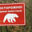В Иркутской области увеличили число групп по отлову медведей до 154 - КП-Иркутск