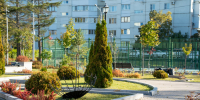 Почти 6 000 новых деревьев и кустарников украсят Южно-Сахалинск в октябре - CitySakh.Ru