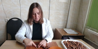 Сотрудники отдела «Воронежская лесосеменная станция»  приступили к проверке желудей - Рослесозащита Воронежской области