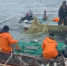 Добыча лосося в Хабаровском крае. Архивный скриншот - Fishnews.Ru