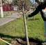 В Новой Усмани провели работы по уходу за зелёными насаждениями - РИА Новости Новой Усмани