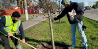 В Новой Усмани провели работы по уходу за зелёными насаждениями - РИА Новости Новой Усмани